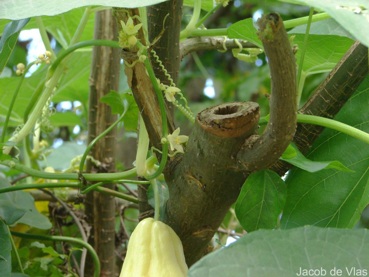 Sicyos edulis Jacq.